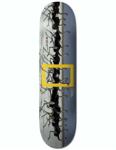 Element x National Geographic Madars Ostrich Skateboard Deck - 8.38"